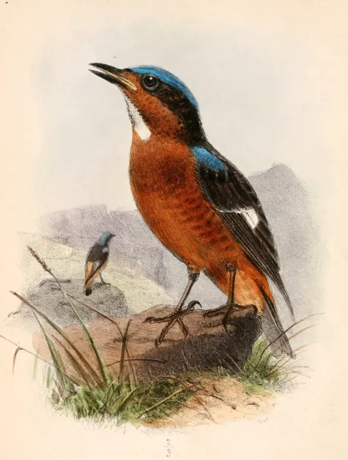 File:Monticola gularis 1863.jpg