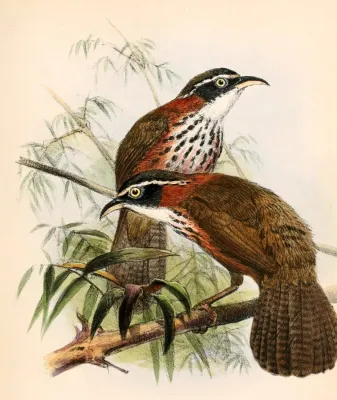 File:Pomatorhinus musicus 1863.jpg