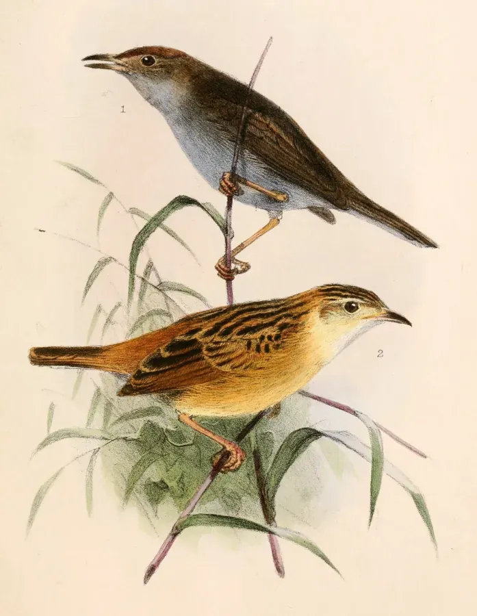 File:Cisticola fulvicapilla dumicola & Cisticola ayresii ayresii 1863.jpg