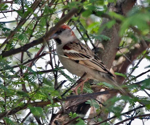 File:Sind Sparrow (Passer pyrrhonotus)- Male at Sultanpur I Picture 178.jpg