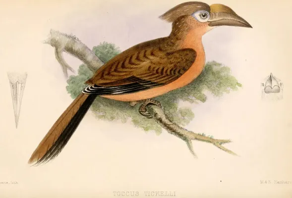 File:Anorrhinus tickelli 1864.jpg