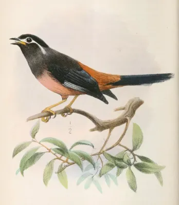 File:Heterophasia auricularis 1866.jpg