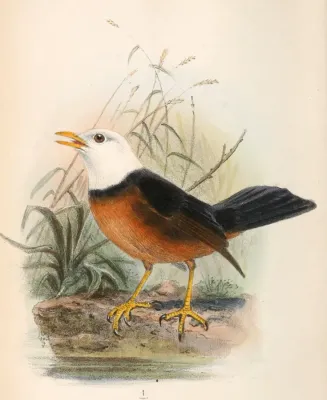 File:Turdus poliocephalus niveiceps 1866.jpg