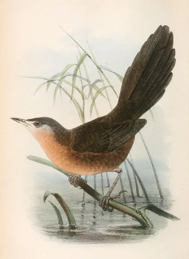 File:Cryptillas victorini 1866.jpg