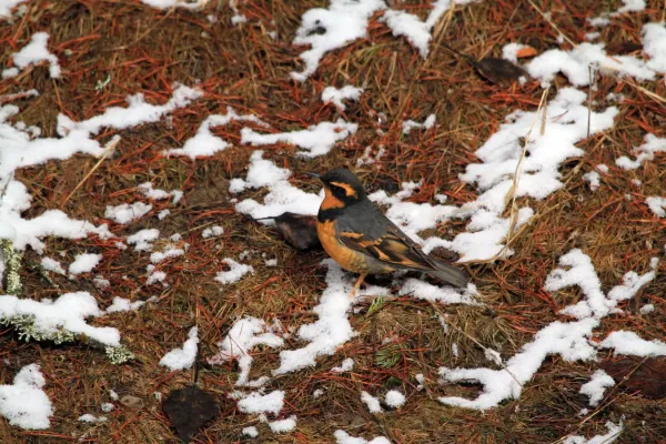 File:Varied Thrush (Ixoreus naevius) (5635119680).jpg