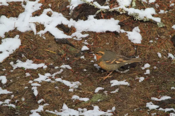 File:Varied Thrush (Ixoreus naevius) (5634526509).jpg