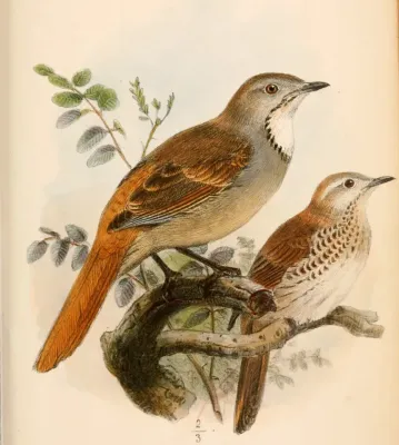 File:Cichladusa arquata & Cichladusa guttata 1868.jpg