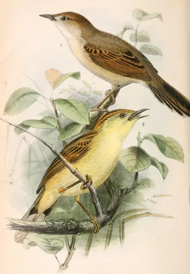 File:Cisticola cantans concolor & « Drymoeca flaveola » 1869.jpg