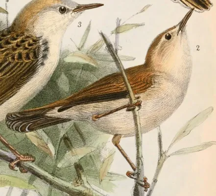 File:Cisticola troglodytes ferrugineus 1869.jpg