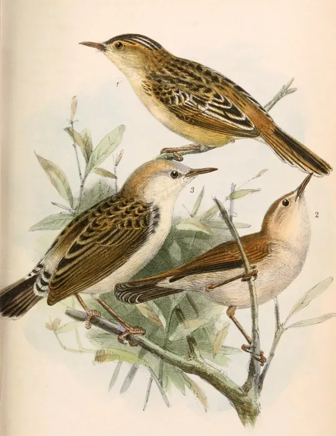 File:Cisticola eximius eximius & Cisticola troglodytes ferrugineus & « Hemipteryx oligura » 1869.jpg