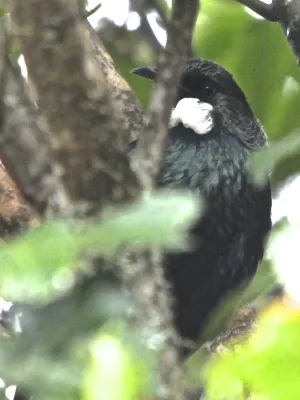 File:Prosthemadera novaeseelandiae on a tree.jpg