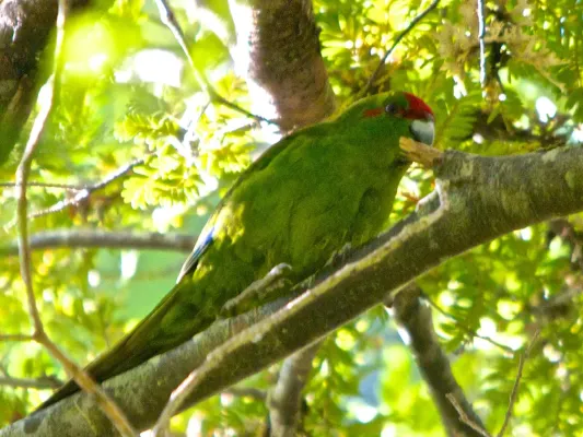 File:Cyanoramphus novaezelandiae (17).jpg