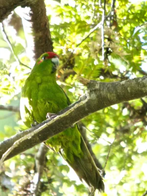 File:Cyanoramphus novaezelandiae (19).jpg