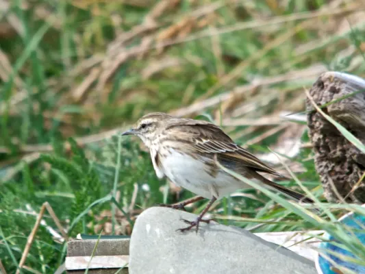 File:Anthus novaeseelandiae, New Zealand (10741528413).jpg