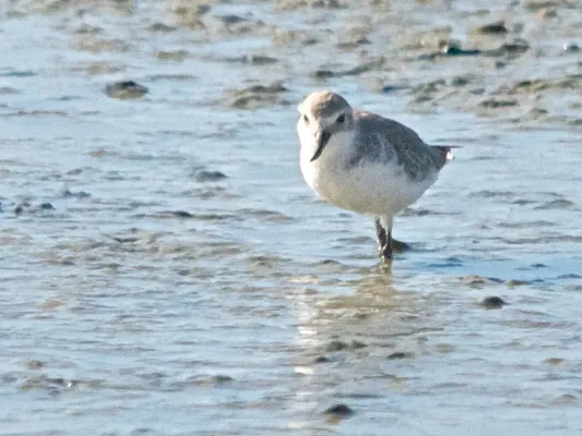 File:Anarhynchus frontalis - Wrybill - ngutu pare, 2013.jpg