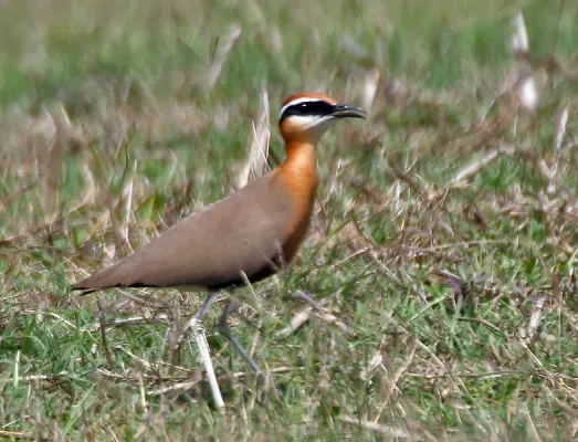 File:Indian Courser (Cursorius coromandelicus) at Bharatpur I IMG 5437.jpg