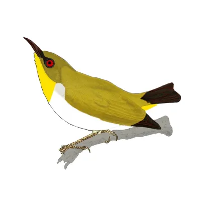 File:Zosterops anomalus.jpg