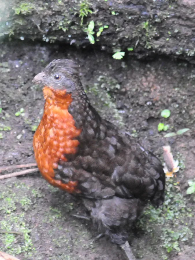 File:Odontophorus melanonotus -Mindo, Ecuador-6.jpg