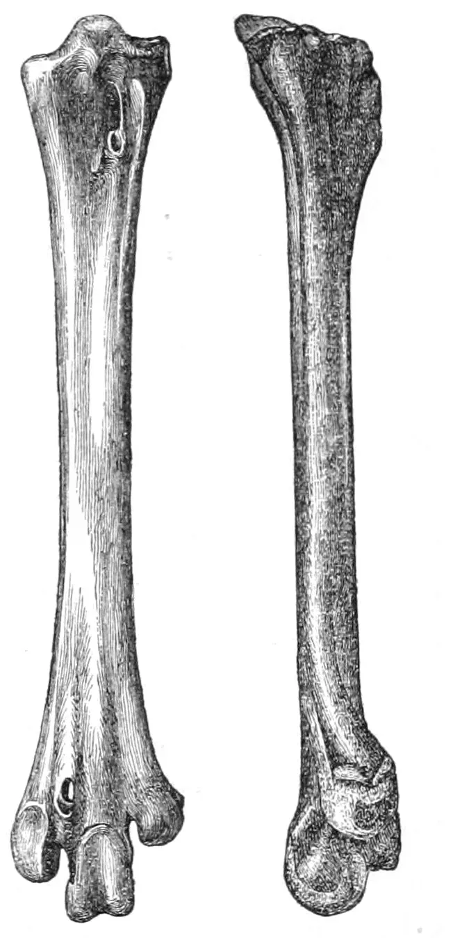 File:Aphanapteryx bonasia tarsus 1869.jpg