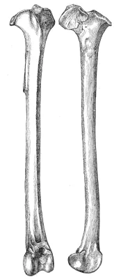 File:Aphanapteryx bonasia tibia 1869.jpg