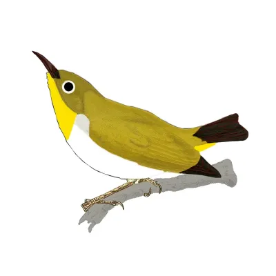 File:Zosterops consobrinorum.jpg