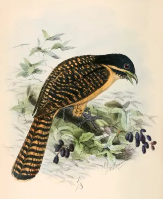 File:Eudynamys orientalis 1869.jpg