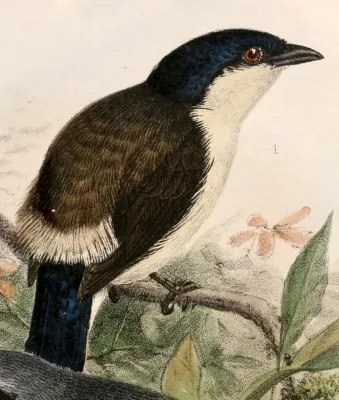 File:Nigrita fusconotus uropygialis 1869.jpg