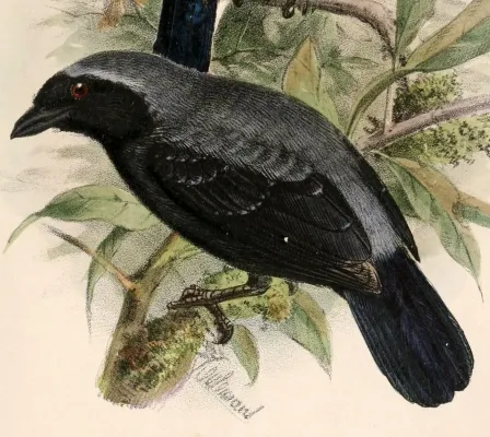 File:Nigrita canicapillus emiliae 1869.jpg