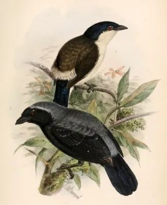 File:Nigrita fusconotus uropygialis & Nigrita canicapillus emiliae 1869.jpg