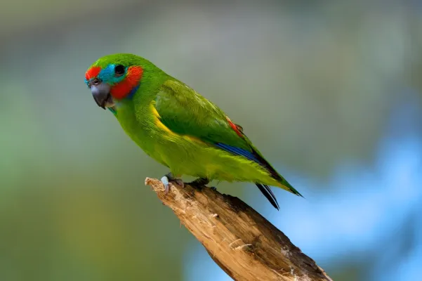 File:Cyclopsitta diophthalma -Birdworld Kuranda, Queensland, Australia -male-8a.jpg