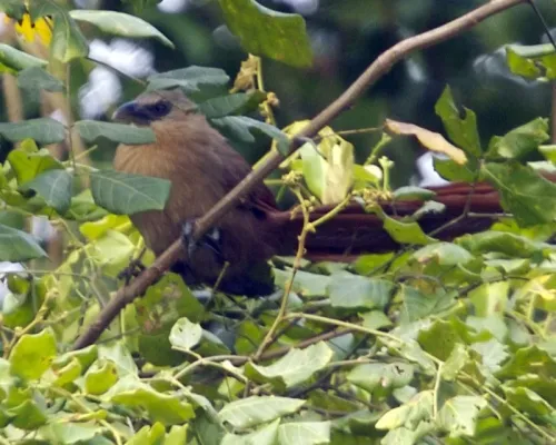 File:Bay Coucal (Centropus celebensis).jpg