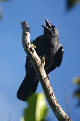 File:Corvus enca celebensis.JPG