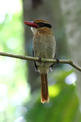 File:Cittura cyanotis cyanotis.JPG
