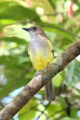 File:Pachycephala sulfuriventer.JPG