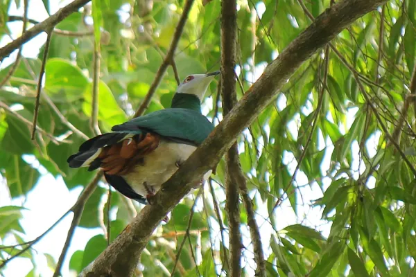 File:Ducula forsteni.JPG