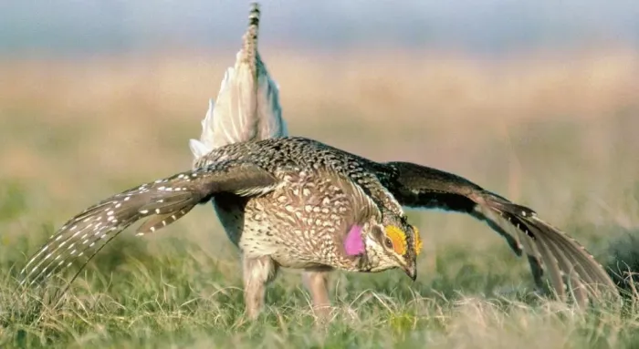 File:Tympanuchus phasianellus 2.jpg