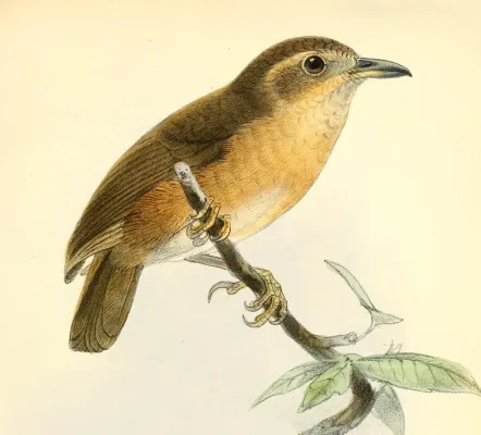 File:Ibis14brit 0497 Pellorneum tickelli.jpg