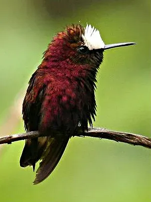 File:Microchera albocoronata cropped.jpg