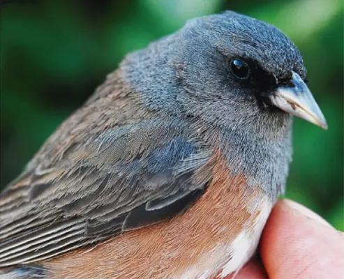 File:Junco insularis Pau Aleixandre.jpg