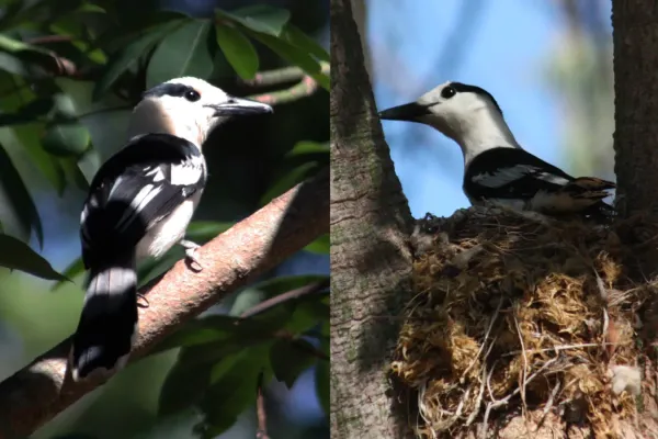 File:Hook-billed vanga female vanga curvirostris.jpg