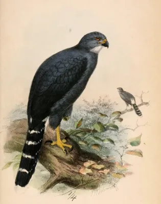 File:Urotriorchis macrourus 1870.jpg