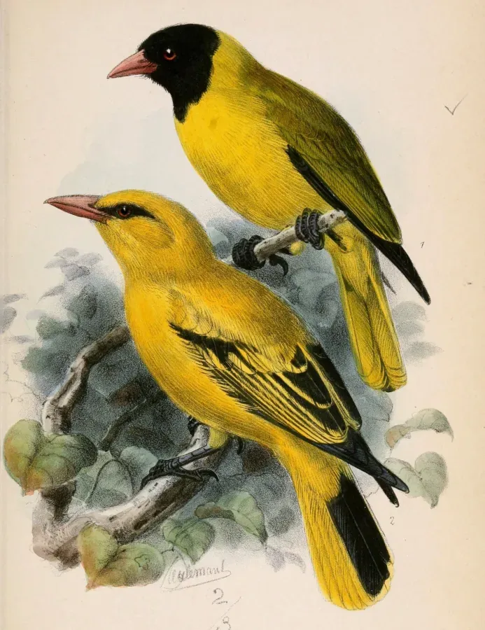 File:Oriolus nigripennis & Oriolus auratus notatus 1870.jpg