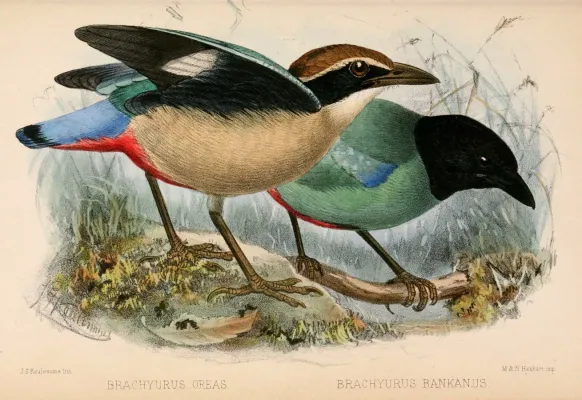 File:Pitta nympha & Pitta sordida 1870.jpg