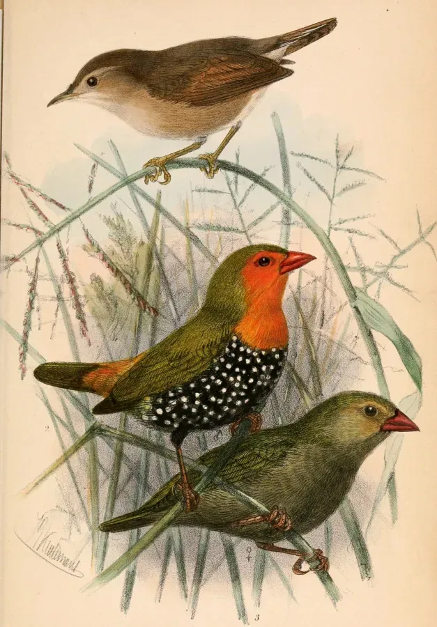 File:Cisticola brachypterus brachypterus & Mandingoa nitidula schlegeli 1870.jpg