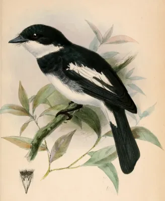 File:Pseudobias wardi 1870.jpg