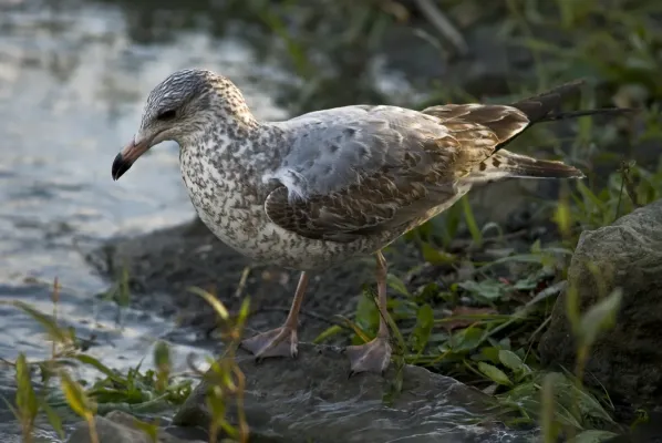 File:Larus smithsonianus immature 1.jpg