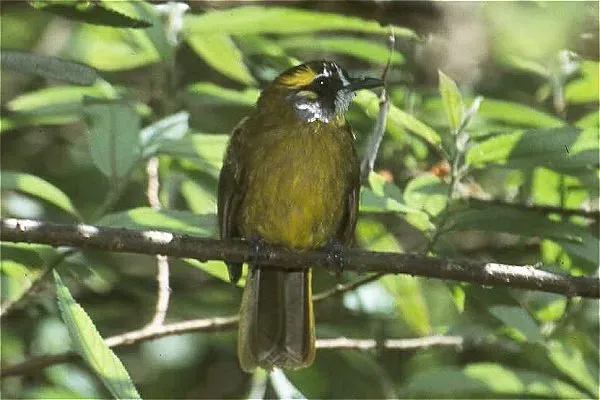 File:Pycnonotus penicillatus.jpg