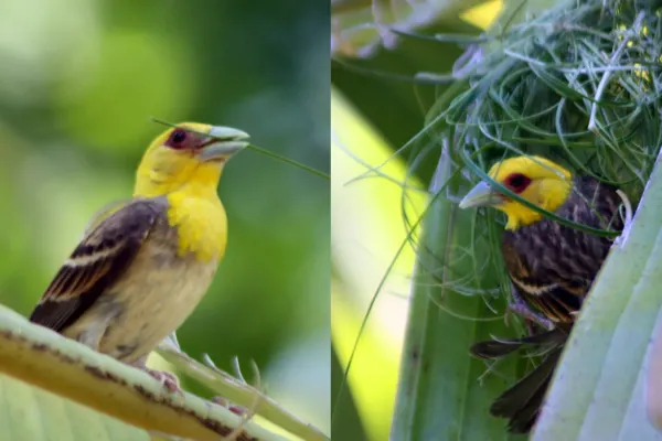 File:Sakalava weaver ploceus sakalava.jpg