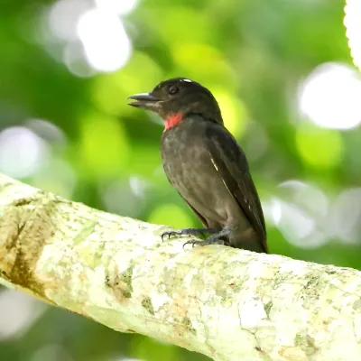 File:Pachyramphus minor - Pink-throated Becard (male).JPG