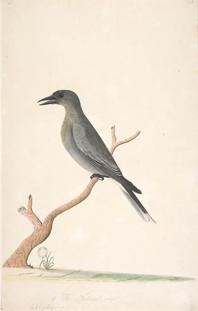 File:SLNSW 823066 f15 Grey Currawong Strepera versicolor.jpg